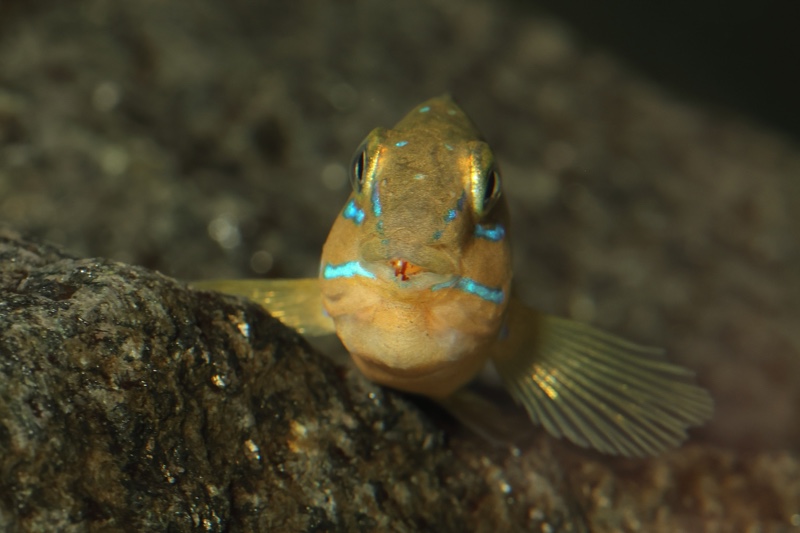 Tanganicodus sp. 'kavalla' Kibige Island